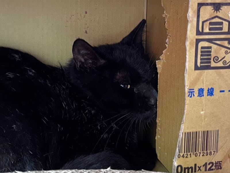 ミックス猫（オス・成猫・黒）、中型, 施設番号 …3002. 顔のアップです。
