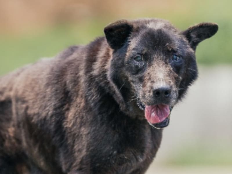 ミックス犬（オス・成犬・黒）、中型, 施設番号 …3005. 顔のアップです。