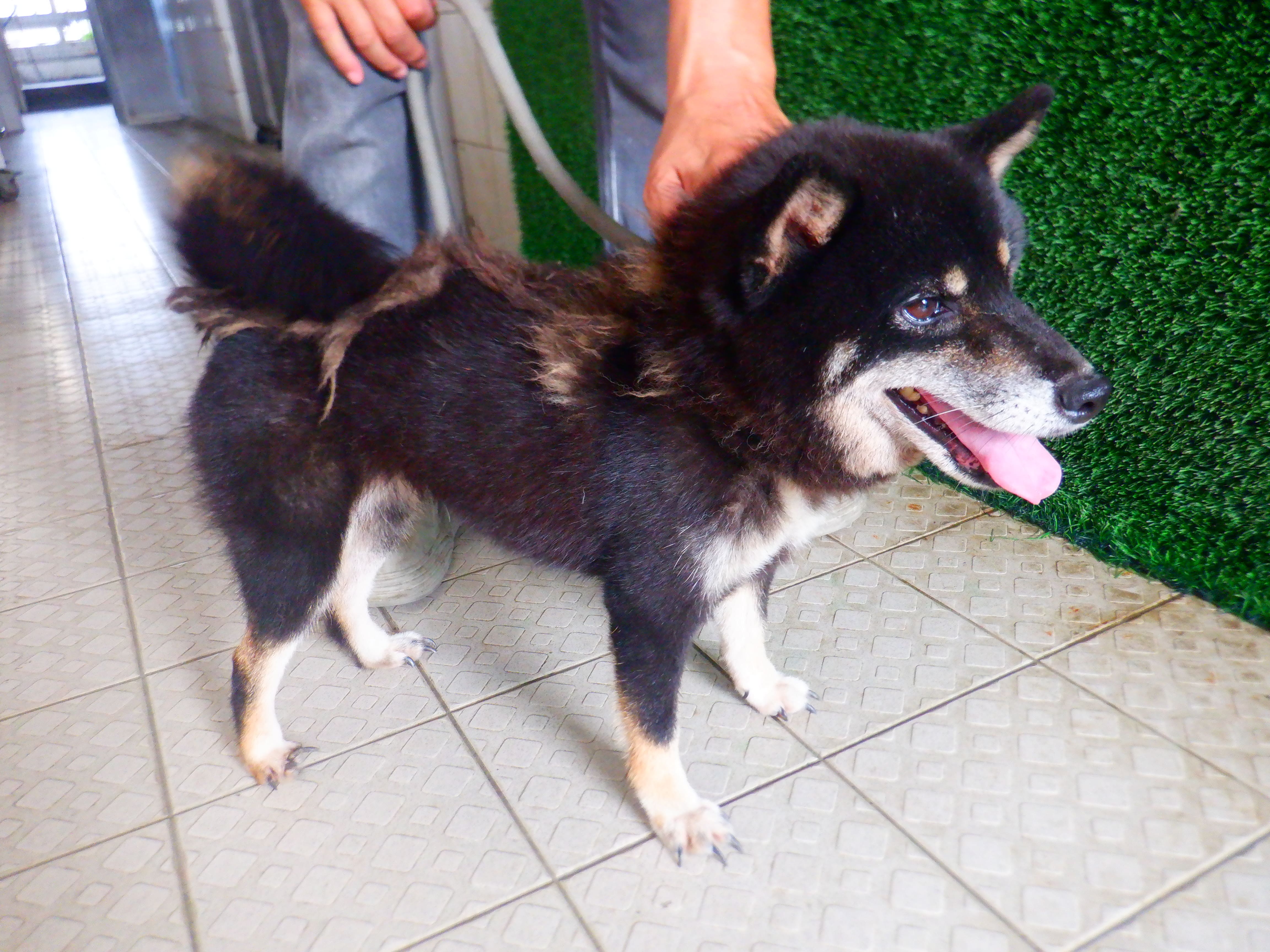 柴犬(メス・成犬・黒)、中型, 施設番号 …8710. 顔のアップです。
