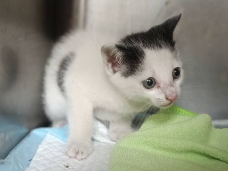 ミックス猫(オス・若い・黒と白)、小型, 施設番号 …3001. 全身です。