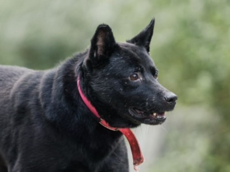 Black adult female mixed-breed dog, Medium, shelter no. …4019. Closer on the face.