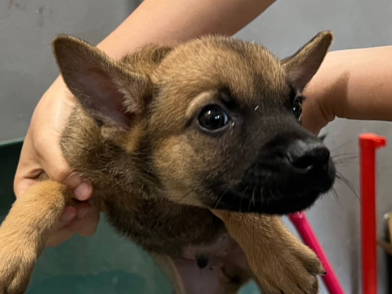 黄色青年公混种犬,小型, 收容编号 …6007. 脸部特写。