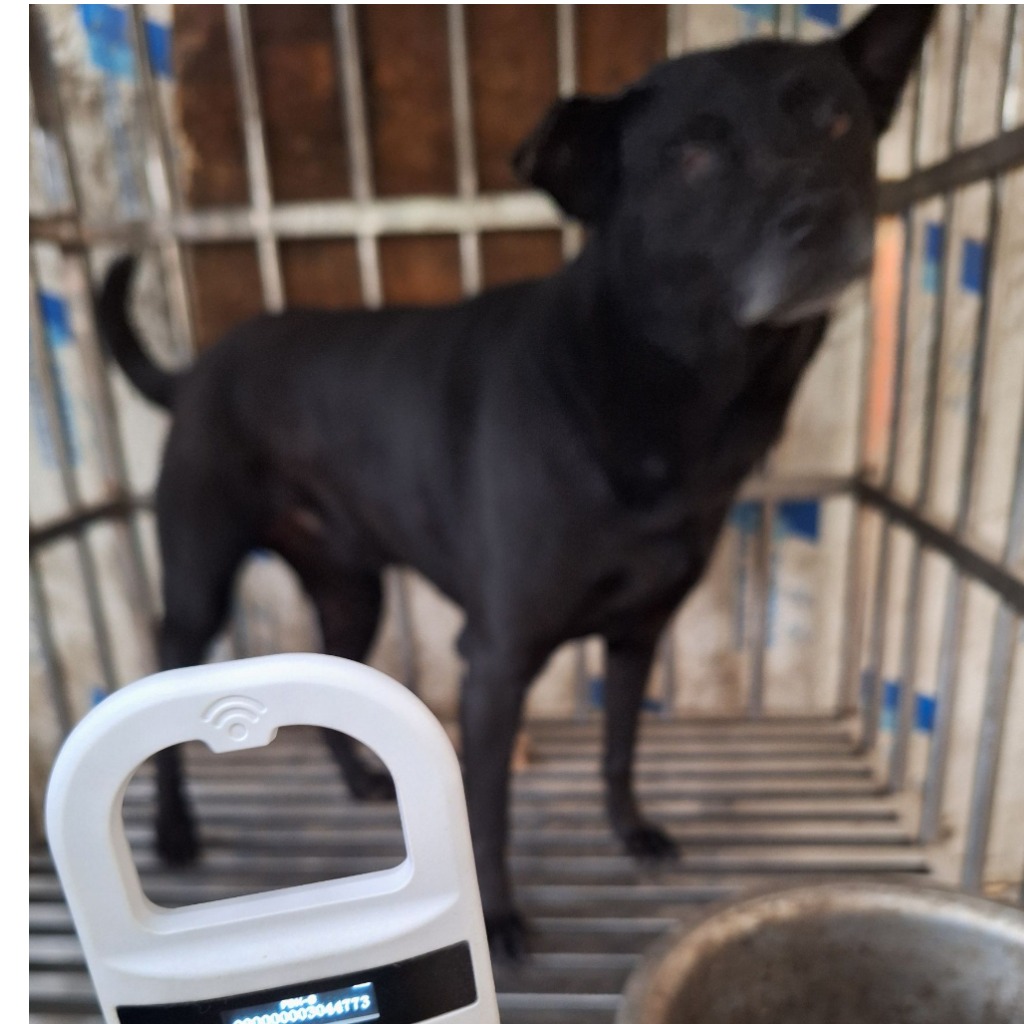 黑色成年母混种犬,大型, 收容编号 …040D. 脸部特写。