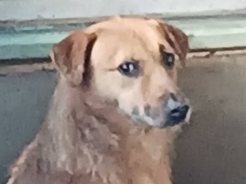 ミックス犬（オス・成犬・茶）、中型, 施設番号 …006D. 顔のアップです。