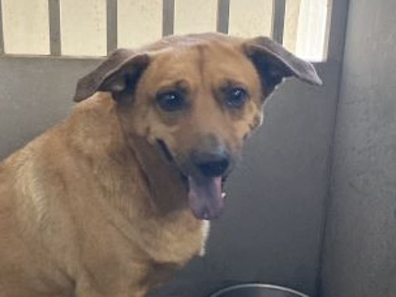 Tan adult male mixed-breed dog, Medium, shelter no. …9010. Closer on the face.