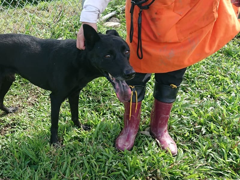 Perro mestizo macho adulto (negro), Mediano, refugio n.º …2203. Más cerca de la cara.