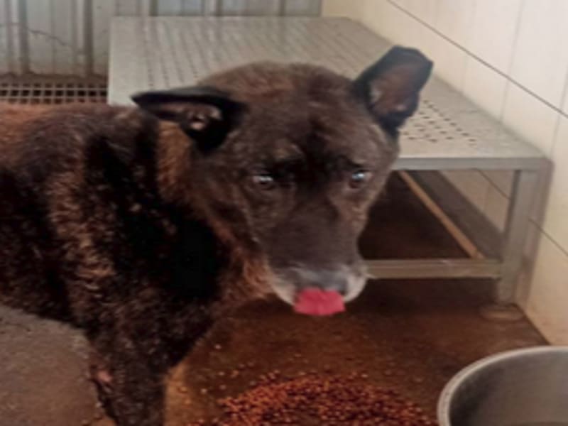 Perro mestizo macho adulto (negro), Mediano, refugio n.º …2502. Más cerca de la cara.