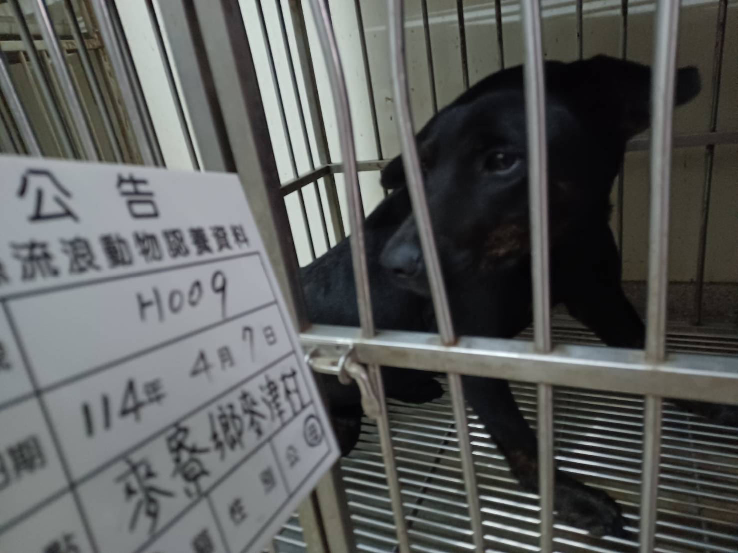 믹스견 (암컷, 성견, 검은색), 대형, 보호소 번호 …009D. 얼굴을 가까이서 본 모습이에요.