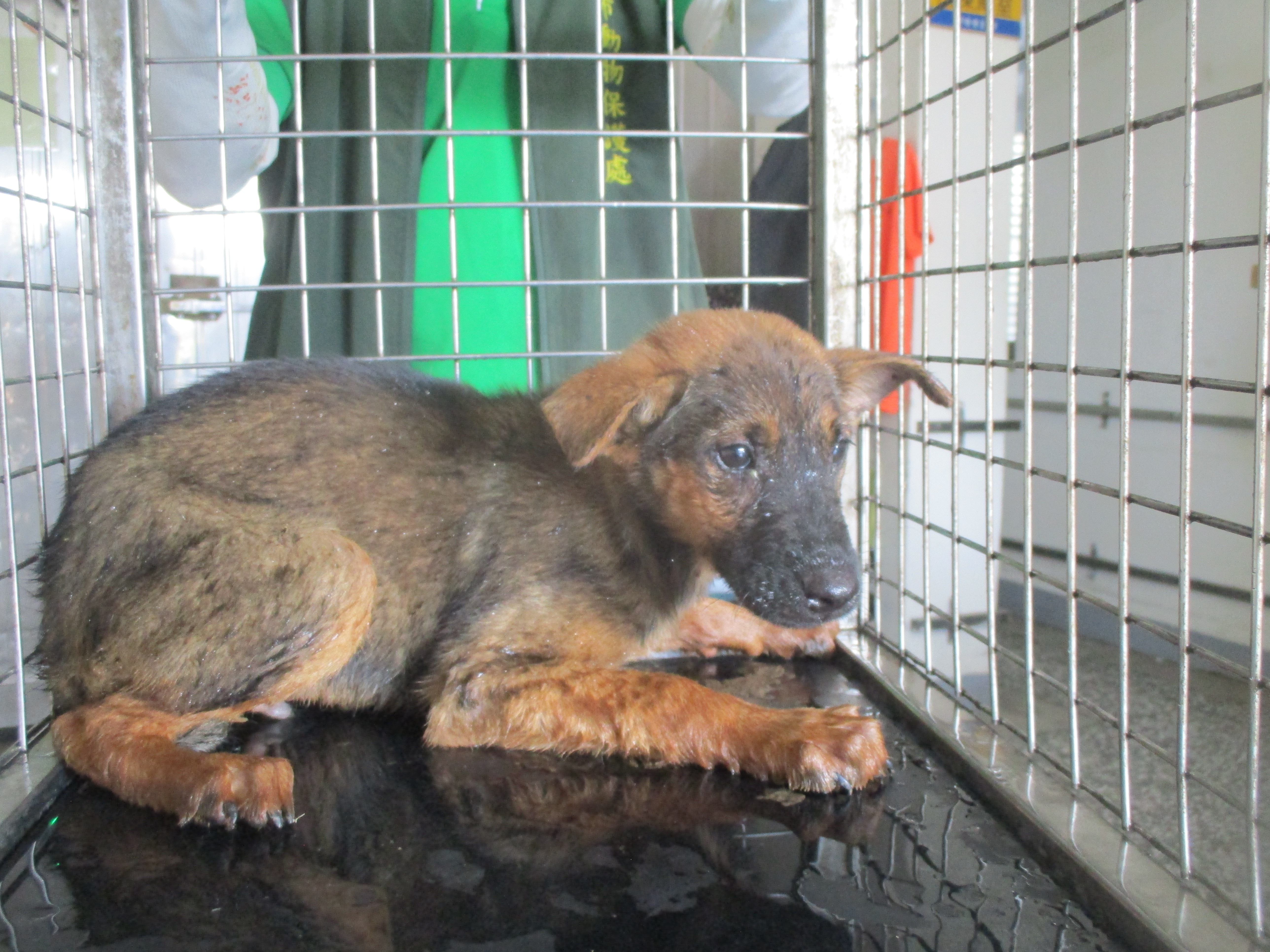 Brown young male mixed-breed dog, Small, shelter no. …5A23. Closer on the face.