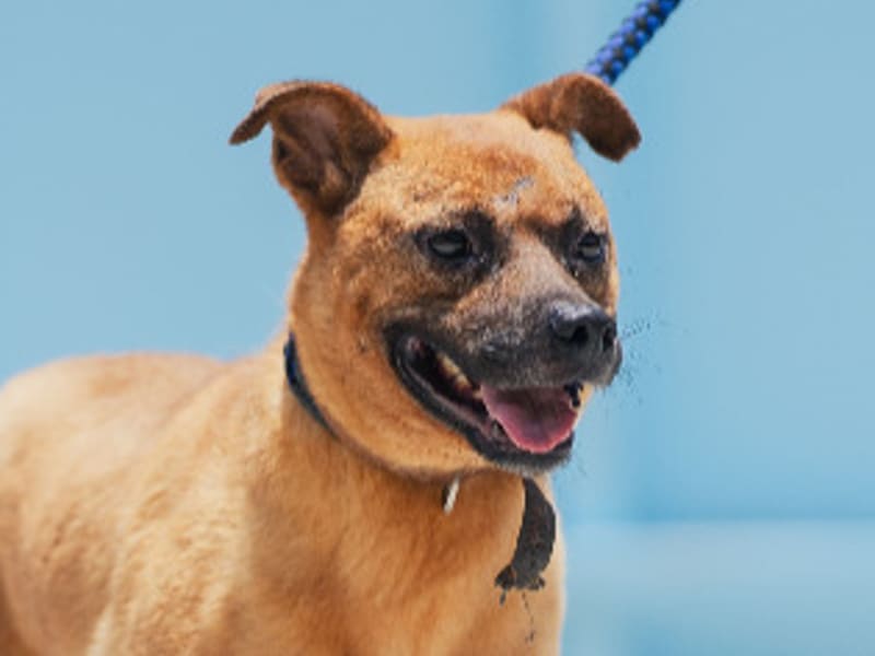 Perro mestizo macho adulto (canela), Mediano, refugio n.º …3001. Más cerca de la cara.