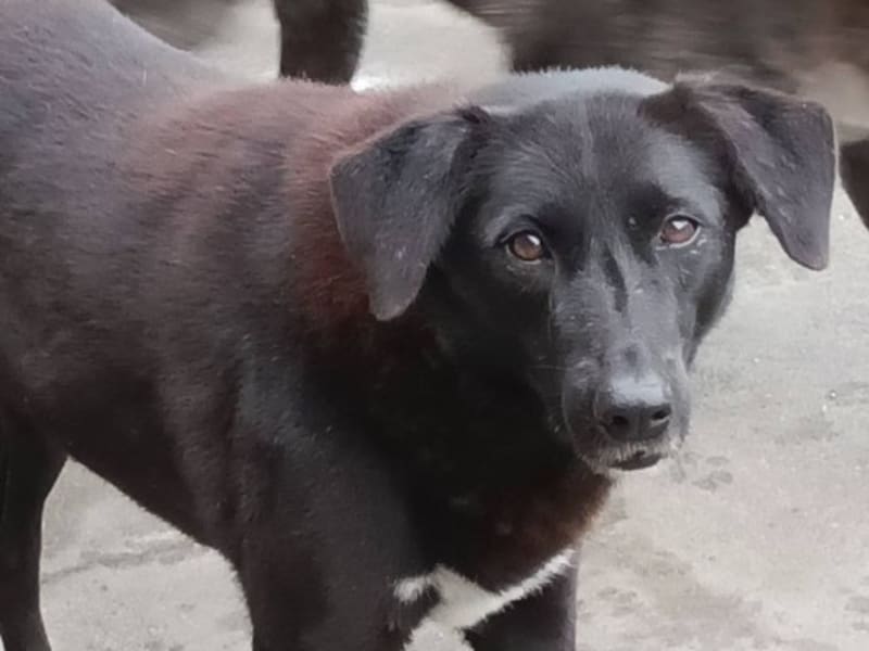 黑色成年母混种犬，大型, 收容编号 …045D. 脸部特写。