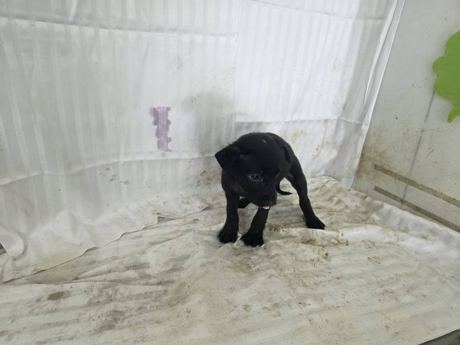 ミックス犬(オス・若い・黒)、小型, 施設番号 …0218. 顔のアップです。
