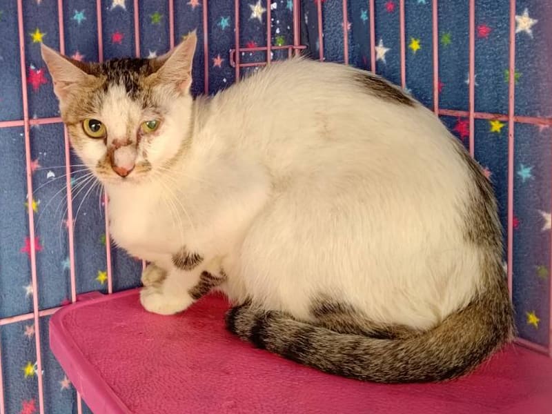ミックス猫（メス・成猫・トラと白）、中型, 施設番号 …1303. 全身です。