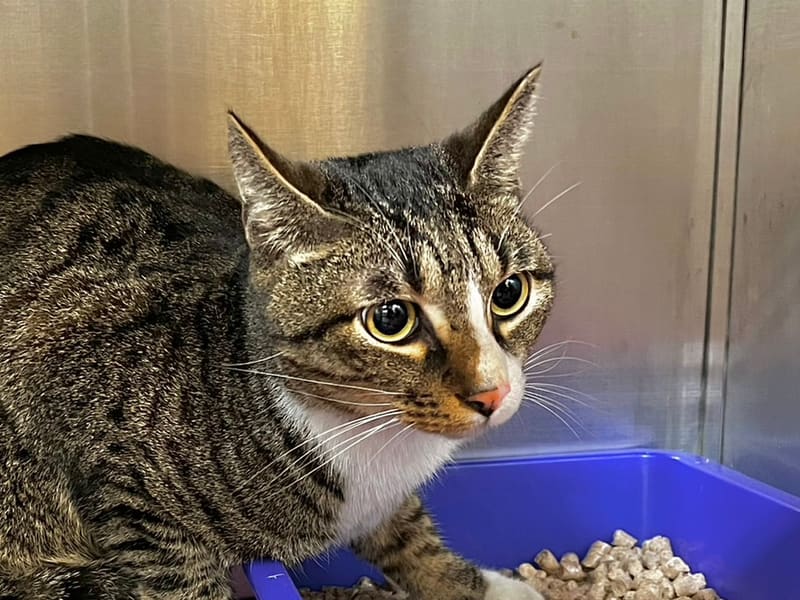 Tabby-and-white adult male mixed-breed cat, Medium, shelter no. …6009. Closer on the face.