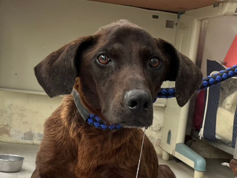ミックス犬(メス・成犬・こげ茶)、中型, 施設番号 …3101. 顔のアップです。