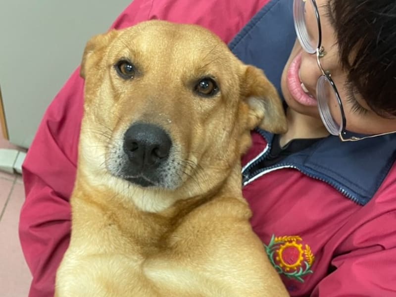 Perra mestiza hembra adulta (canela), Mediano, refugio n.º …8001. Más cerca de la cara.