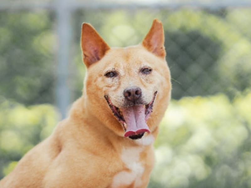 Tan adult male mixed-breed dog, Medium, shelter no. …2901. Closer on the face.