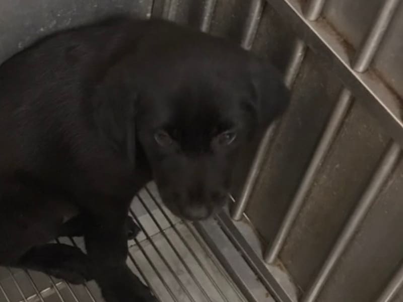 Chien croisé mâle jeune (noir), Petit, refuge n° …6001. Plus près du visage.