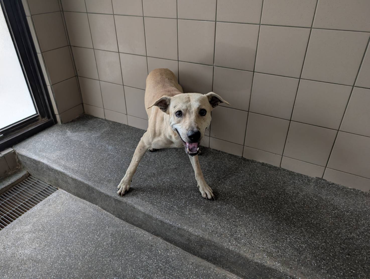 Perro mestizo macho adulto (canela), Grande, refugio n.º …2703. Más cerca de la cara.