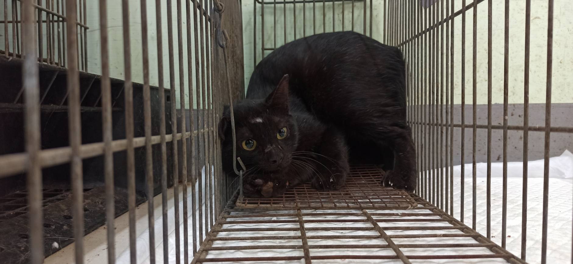 Gato mestizo macho adulto (negro), Pequeño, refugio n.º …1C01. Todo el animal.