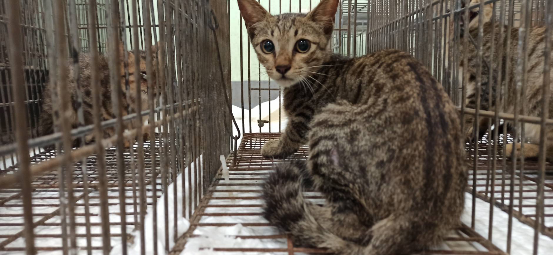 Young male mixed-breed cat, Small, shelter no. …1C03. The whole animal.