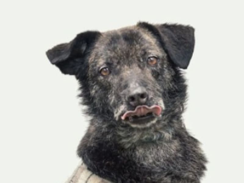 Chienne croisée femelle adulte (gris et noir), Moyen, refuge n° …2105. Plus près du visage.