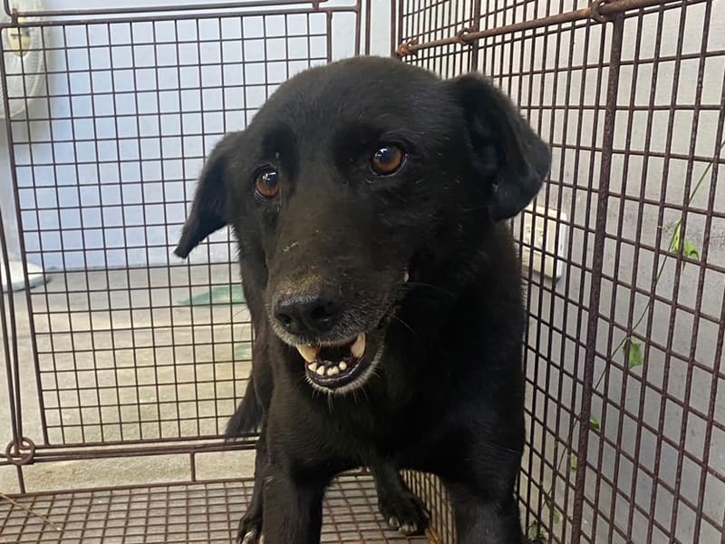 ミックス犬(オス・成犬・黒)、中型, 施設番号 …4001. 顔のアップです。