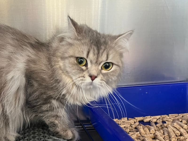 ブリティッシュ・ロングヘア(メス・成猫・黒とトラ)、中型, 施設番号 …8032. 顔のアップです。