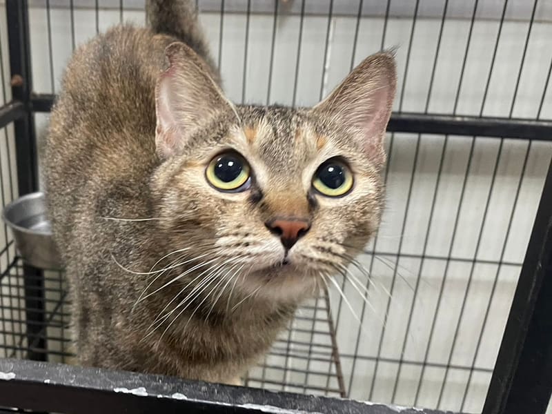 Pusang halo ang lahi (Babae, Matanda na, may guhit), Katamtaman, blg. ng shelter …6009. Mas malapit sa mukha.