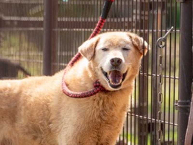 ミックス犬(オス・成犬・茶と白)、大型, 施設番号 …0355. 顔のアップです。
