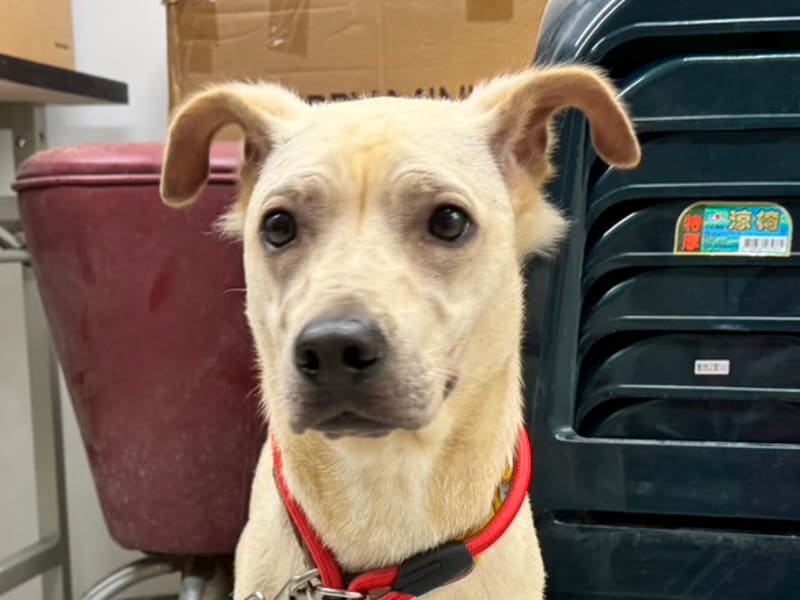 黄色成年母混种犬,中型, 收容编号 …2404. 脸部特写。