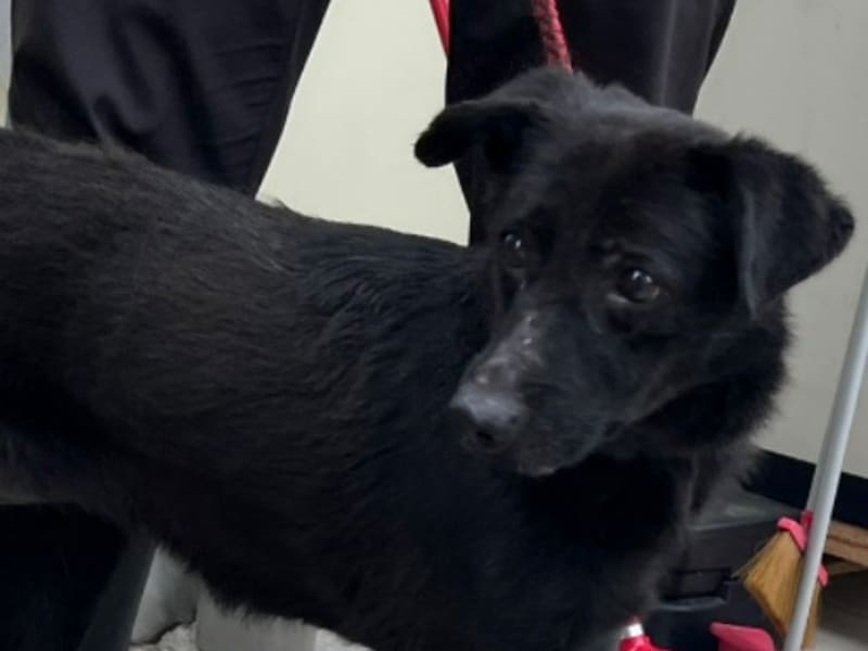 ミックス犬（メス・成犬・黒）、中型, 施設番号 …3013. 顔のアップです。