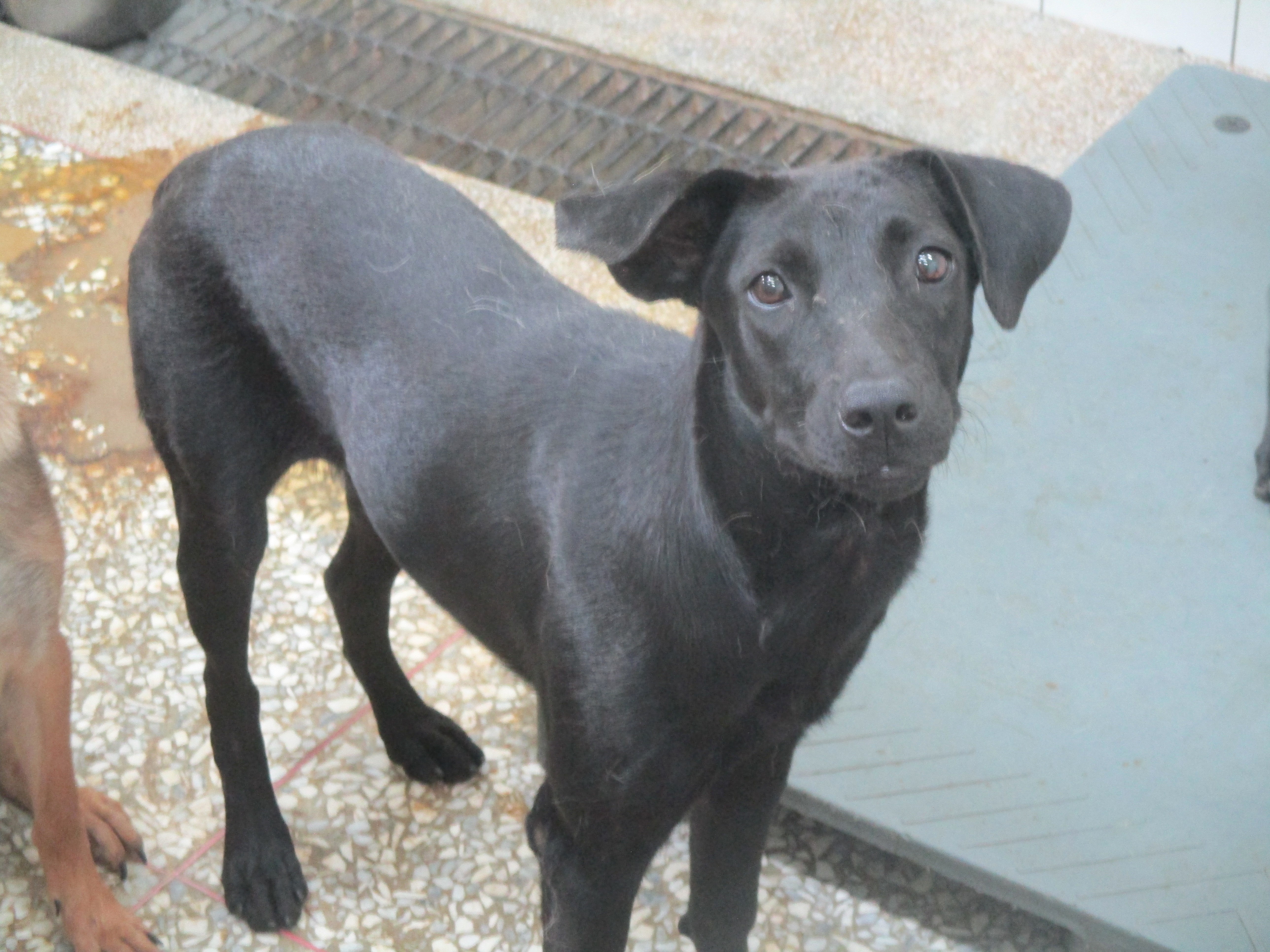 Chienne croisée femelle adulte (noir), Grand, refuge n° …0A25. Plus près du visage.