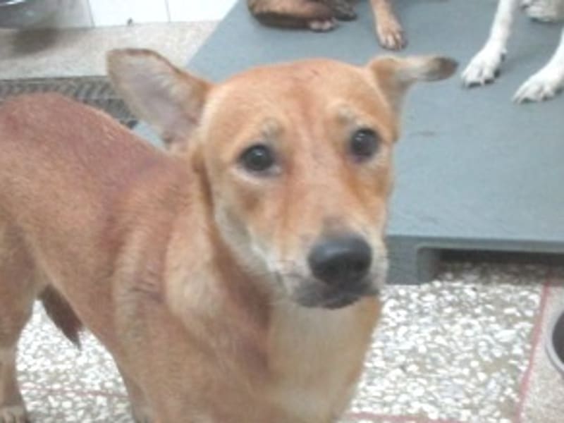 Chienne croisée femelle adulte (fauve), Grand, refuge n° …7A25. Plus près du visage.