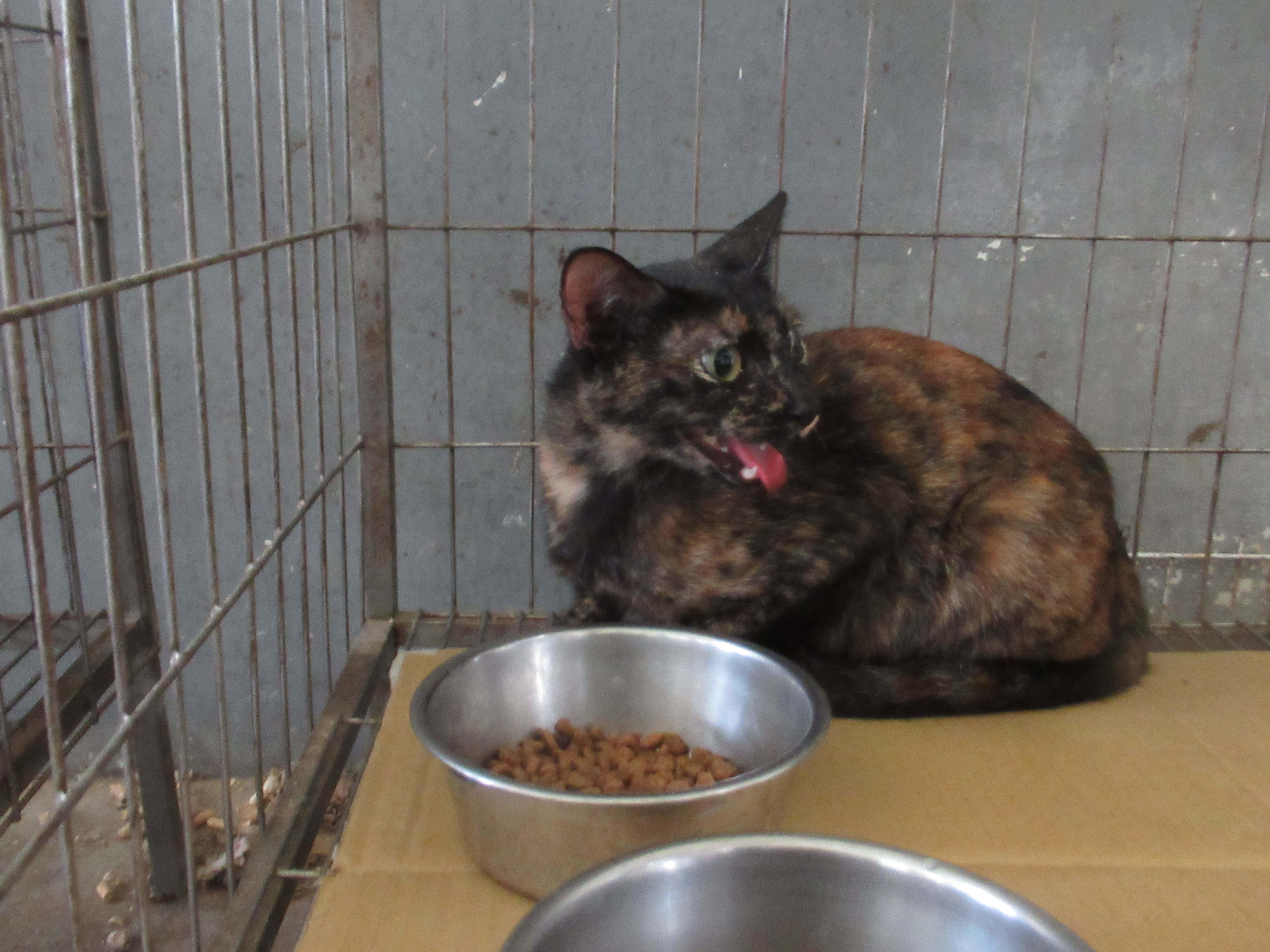 믹스묘 (암컷, 성묘), 중형, 보호소 번호 …0002. 친구의 전체 모습이에요.