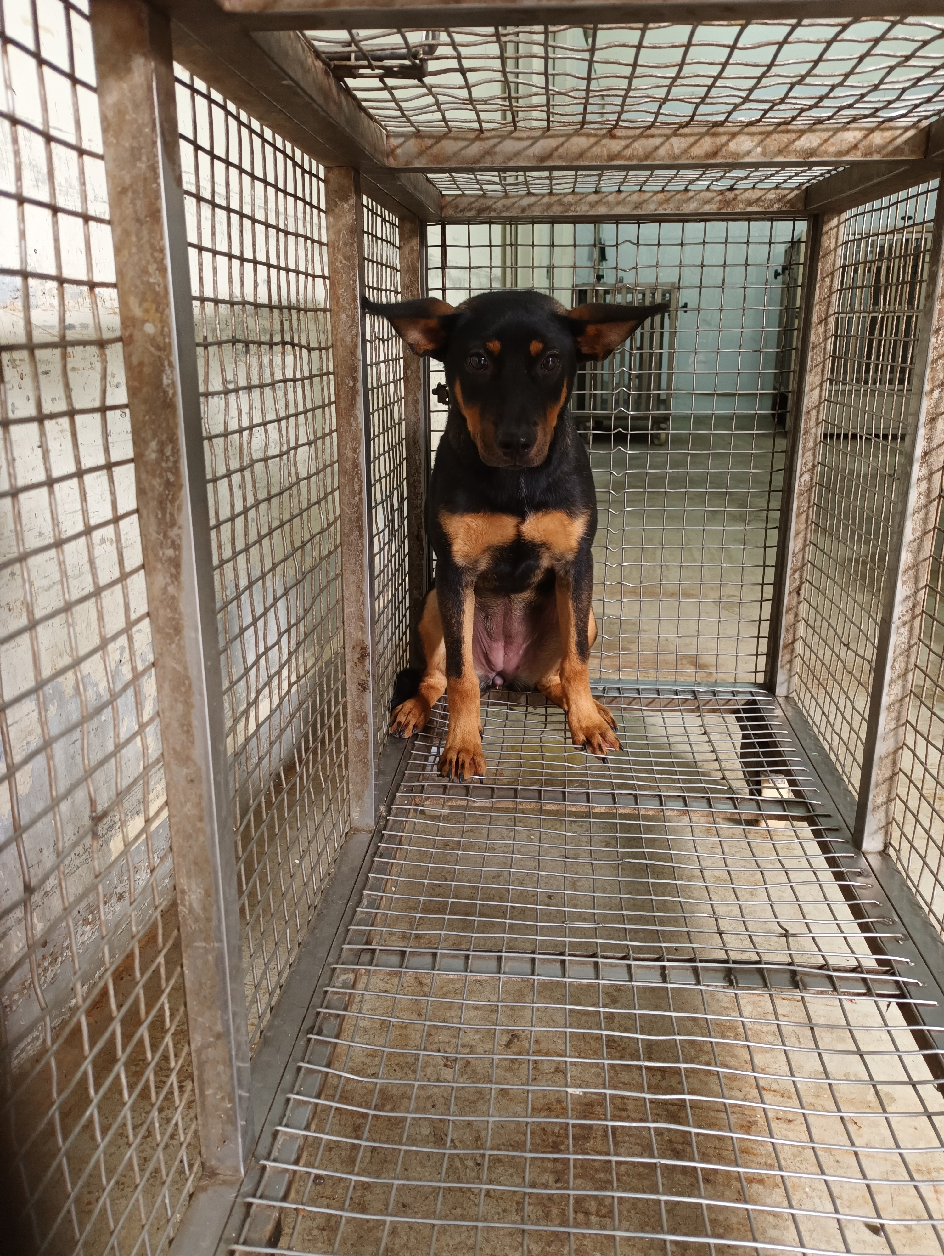ミックス犬(メス・成犬・黒と茶)、中型, 施設番号 …3003. 顔のアップです。