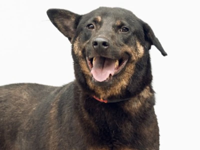 Perro mestizo macho adulto (negro y marrón), Grande, refugio n.º …3001. Más cerca de la cara.