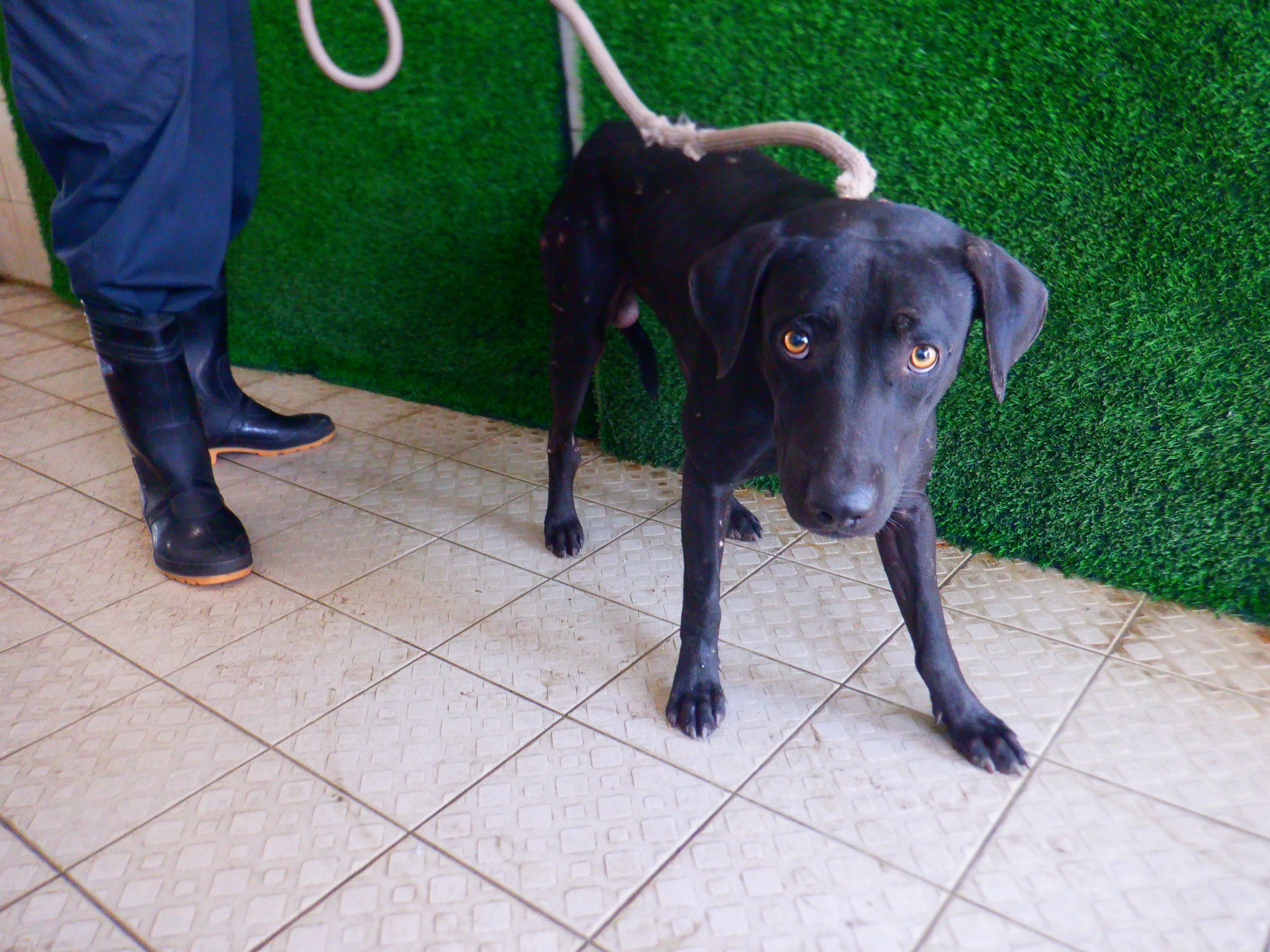 Black adult male mixed-breed dog, Medium, shelter no. …2819
