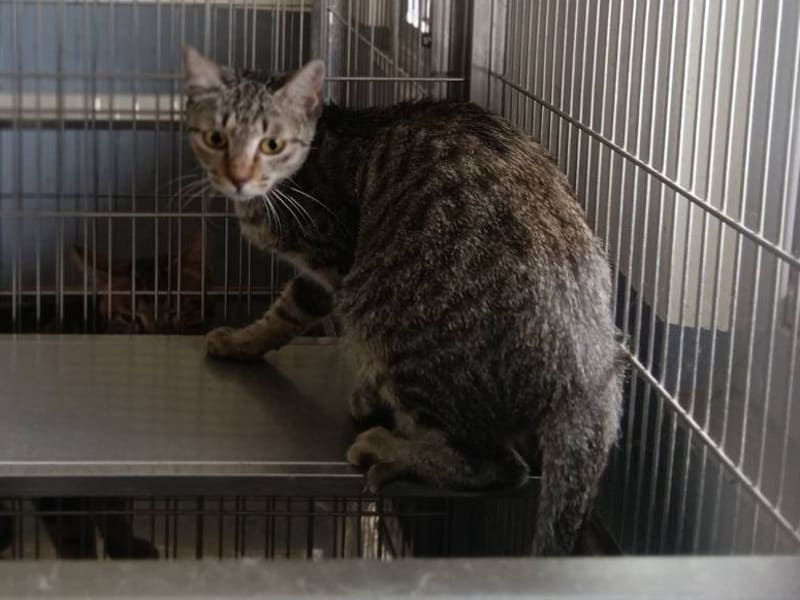 ミックス猫(メス・成猫・トラ)、中型, 施設番号 …2001. 全身です。