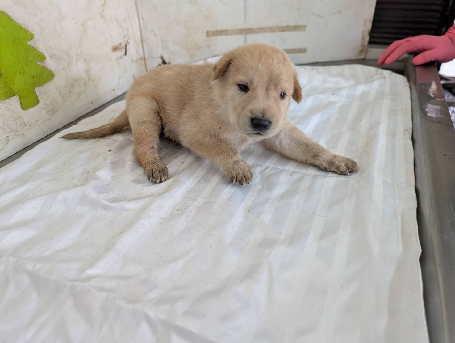 믹스견 (수컷, 어린, 황색), 중형, 보호소 번호 …2821. 얼굴을 가까이서 본 모습이에요.
