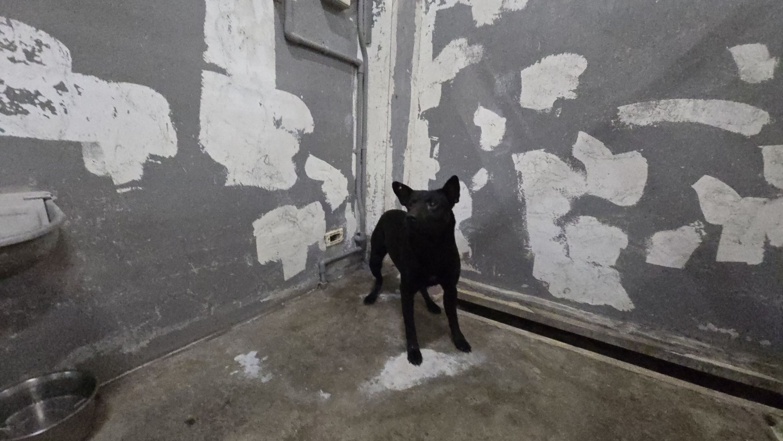 ミックス犬(オス・成犬・黒)、中型, 施設番号 …8001. 全身です。