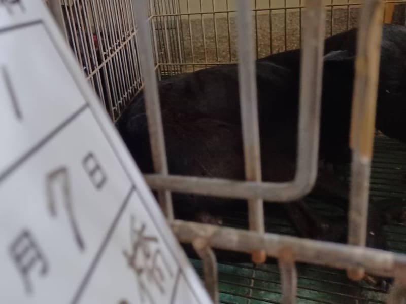 ミックス犬(オス・成犬・黒)、大型, 施設番号 …071D. 全身です。