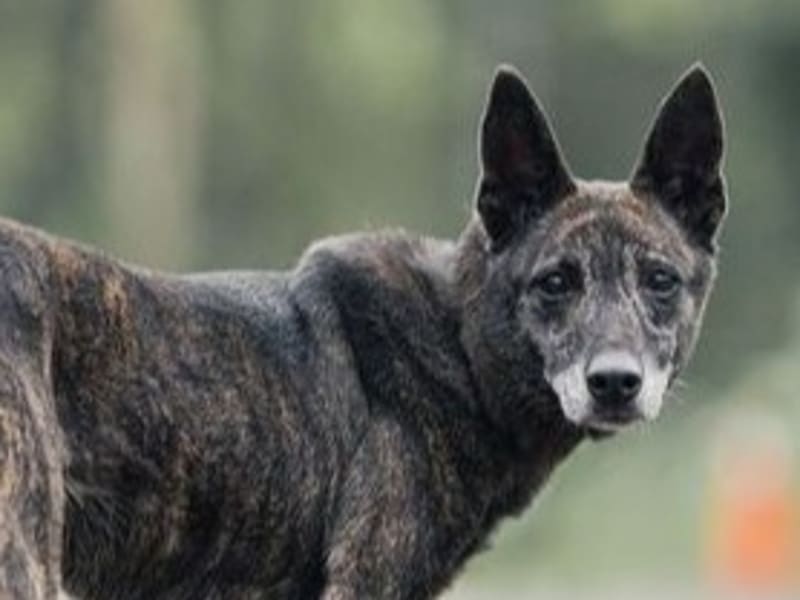 黑黄色成年母混种犬,中型, 收容编号 …2009. 脸部特写。