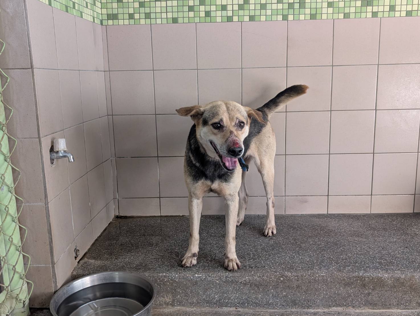 Perro mestizo macho adulto (manchado), Grande, refugio n.º …1702. Más cerca de la cara.