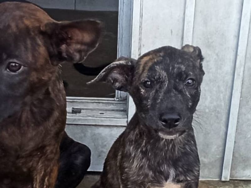 Perro mestizo macho joven, Pequeño, refugio n.º …4D02. Más cerca de la cara.