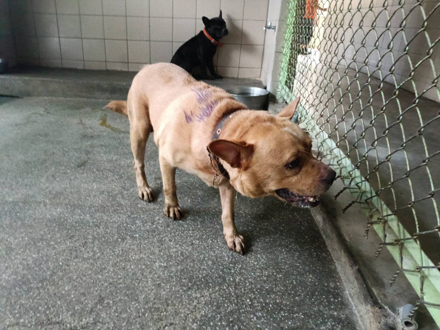 믹스견 (수컷, 성견, 황색), 대형, 보호소 번호 …3004. 얼굴을 가까이서 본 모습이에요.