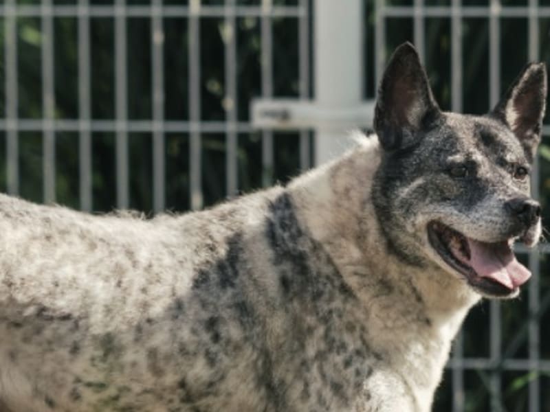 ミックス犬(オス・成犬・黒と白)、大型, 施設番号 …3003. 顔のアップです。
