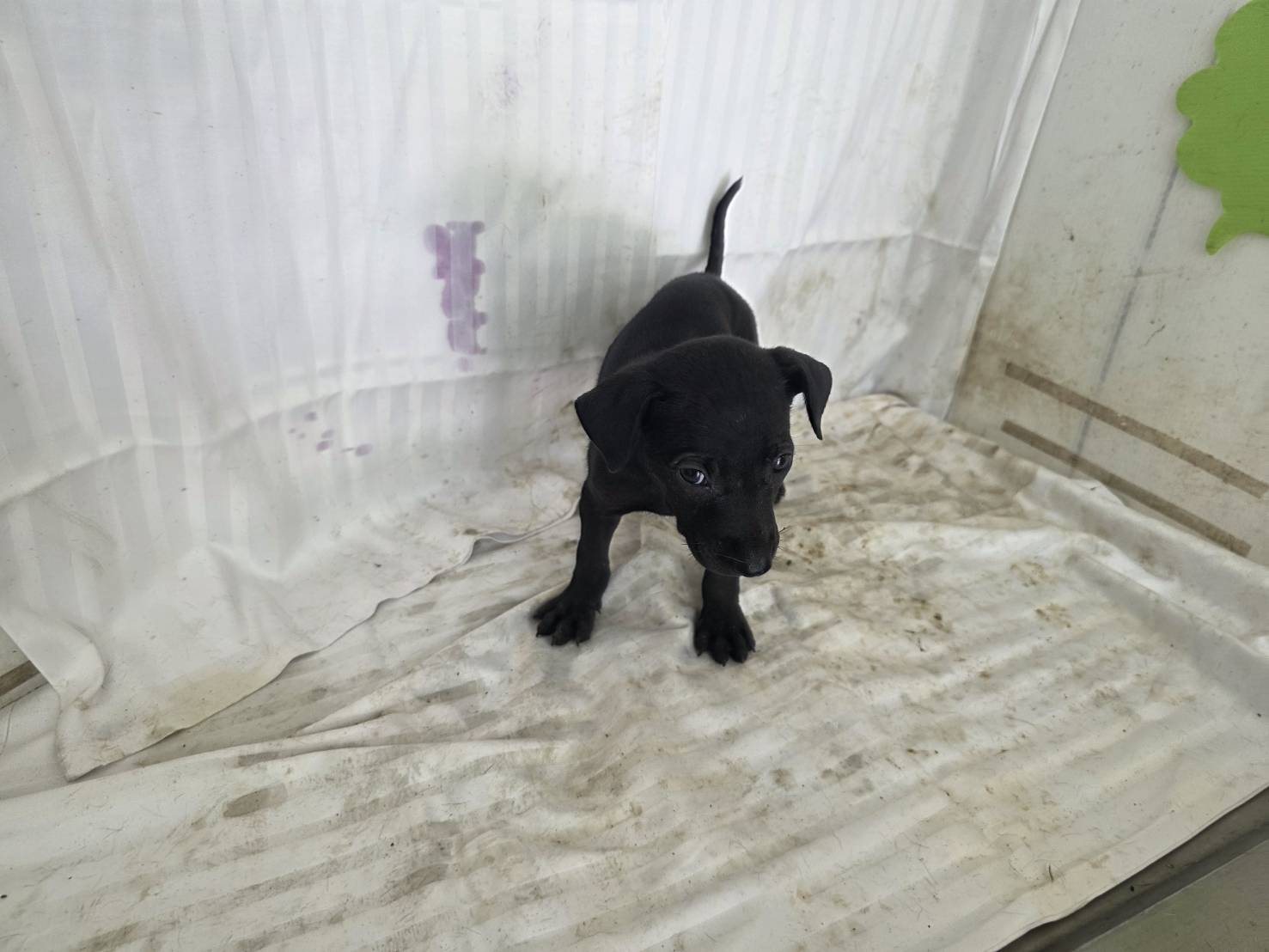 Perro mestizo macho joven (negro), Pequeño, refugio n.º …0215. Más cerca de la cara.