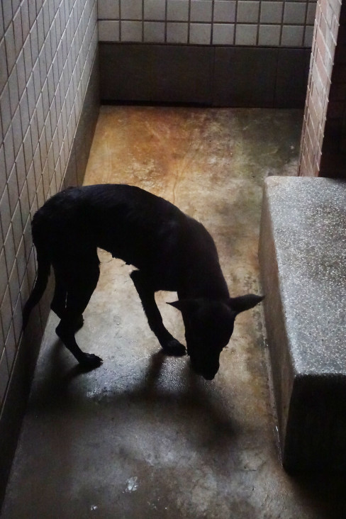 Black adult female mixed-breed dog, Large, shelter no. …0679. Closer on the face.