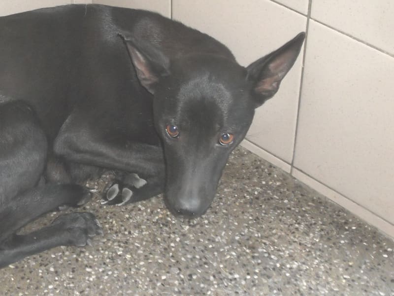 Perra mestiza hembra adulta (negro), Grande, refugio n.º …0801. Más cerca de la cara.